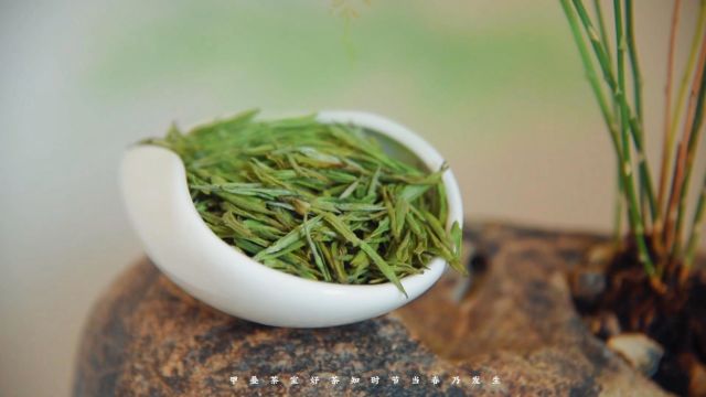 甲叠茶室,好茶知时节,当春乃发生;春茶吐新绿,安吉白茶春天的第一口“鲜”.