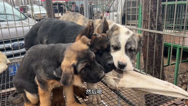 河北最大的狗市,不光有大型猛犬,而且宠物犬也特别多,品种多到数不清楚