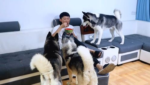 把西瓜皮顶二哈头上,二哈一脸无奈!