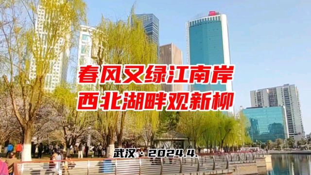 武汉:春风又绿江南岸 西北湖畔观新柳