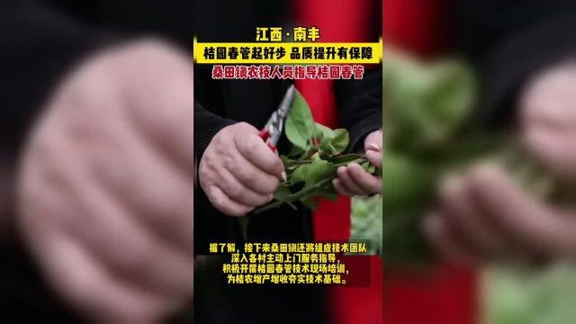 江西南丰桔园春管起好步品质提升有保障桑田镇农技人员指导桔园春管.