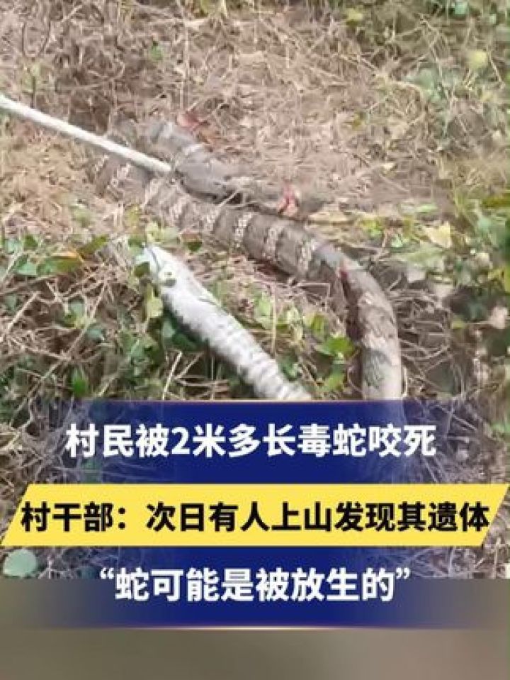 村民被2米多长毒蛇咬死，村干部：次日有人上山发现其遗体“蛇可能是被放生的”#蛇#社会百态#放生_高清1080P在线观看平台_腾讯视频