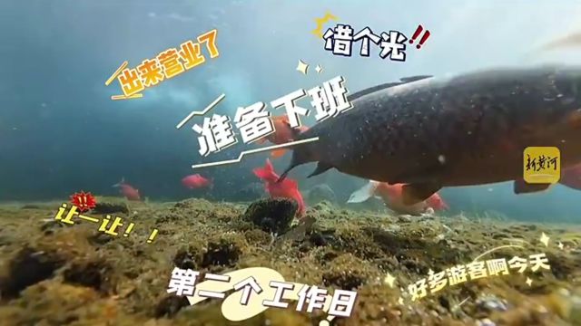 来看济南趵突泉“猪鲤”的日常