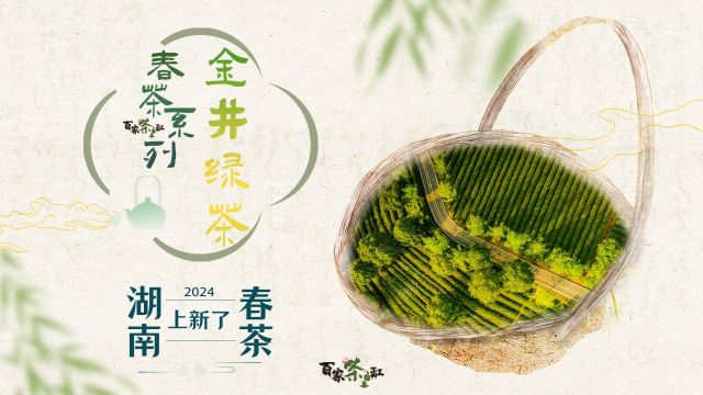 湖南春茶系列报道丨金井茶园:一芽一叶一抹香