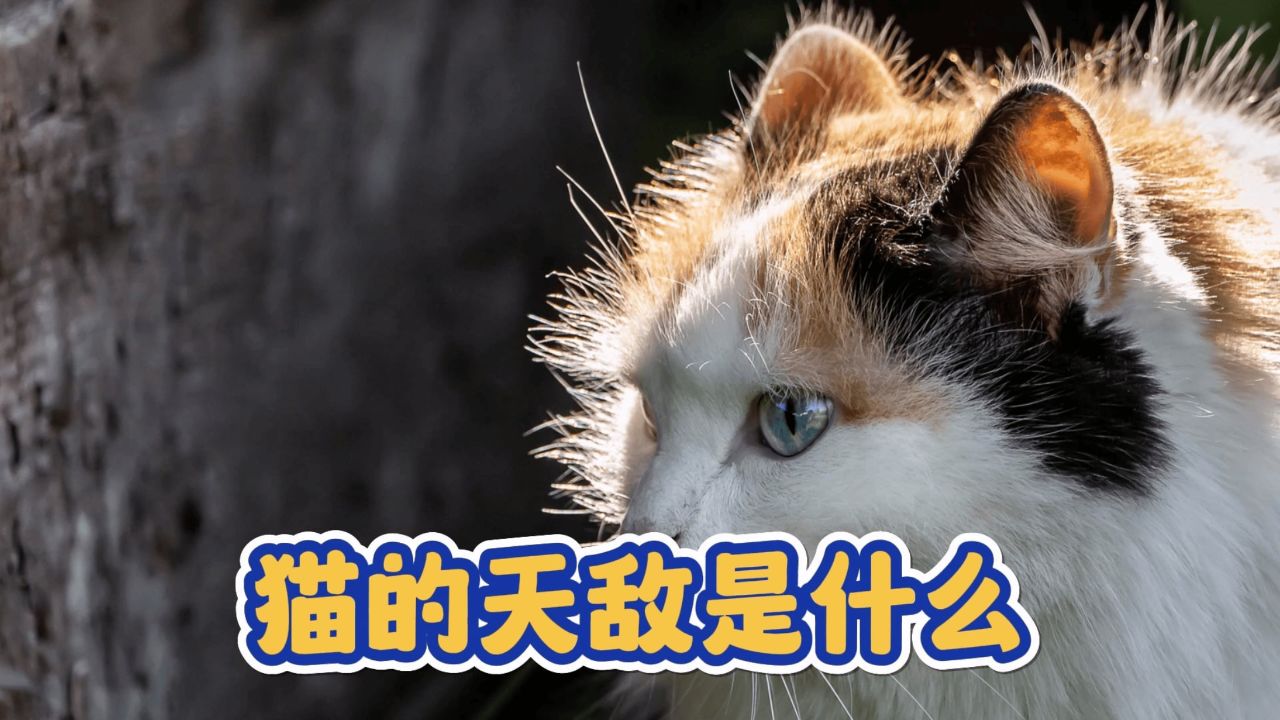 你知道猫的天敌是什么吗?看你知道几个