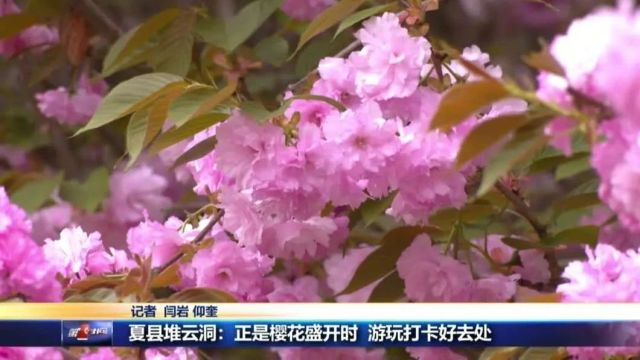 这里樱花盛开 等你再续“樱”缘