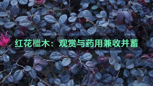 红花檵木:观赏与药用兼收并蓄