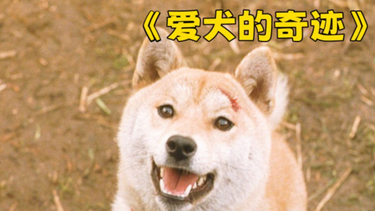 真实故事改编,看到最后泪目了《爱犬的奇迹》
