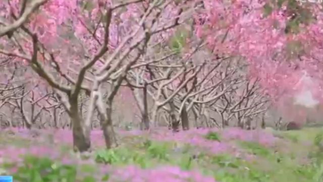 福建罗源,桃花灼灼漫山野,田间春忙织丽景