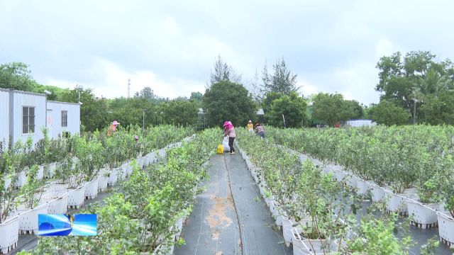 促进乡村振兴 共享发展成果丨塔洋镇红庄村:发展蓝莓“甜蜜经济” 助力农民增收乡村振兴