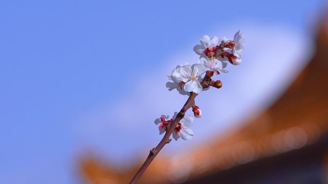 千城胜景|宁夏红寺堡:花开古韵