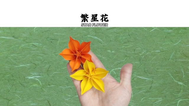 【繁星花】花朵像星星一样,缀满了枝头.