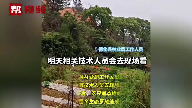 福建泉州德化县山坡上惊现“巨幅蜘蛛网” 德化县林业局回应