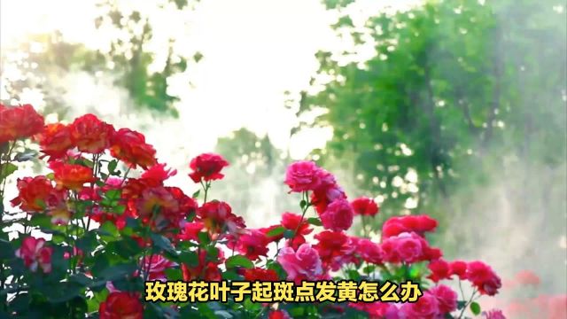 玫瑰花叶子起斑点发黄怎么办?