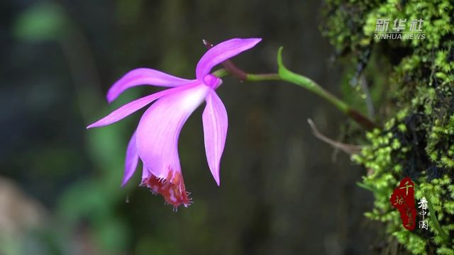 千城百县看中国|湖北鹤峰:这里发现大面积独蒜兰野生种群!