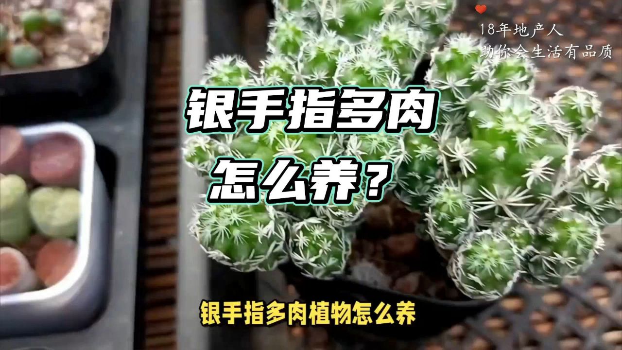 银手指多肉养成记,8招变身养护达人