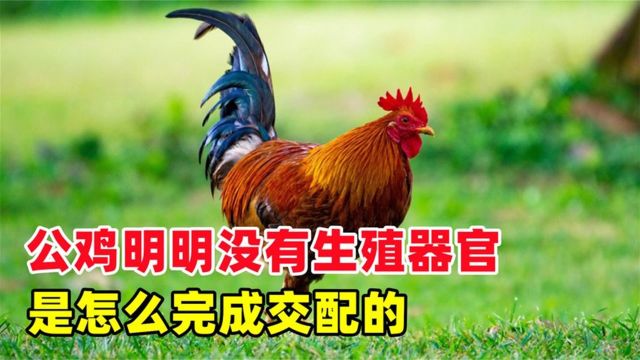 公鸡明明没有生殖器官,它是如何与母鸡完成交配的?看完就明白了