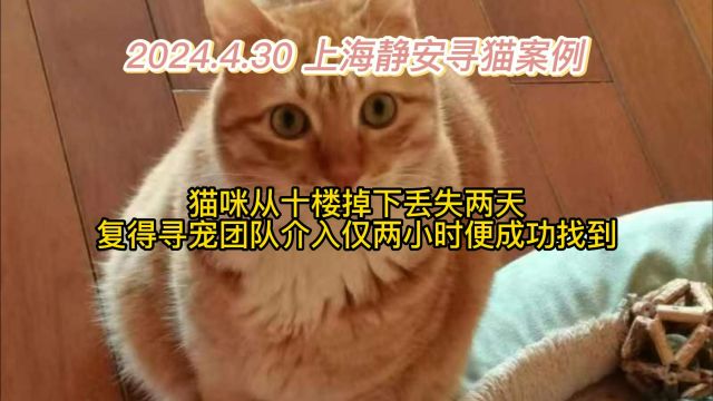 上海静安寻橘猫