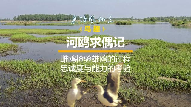 河鸥求偶记——检验忠诚度与能力的过程