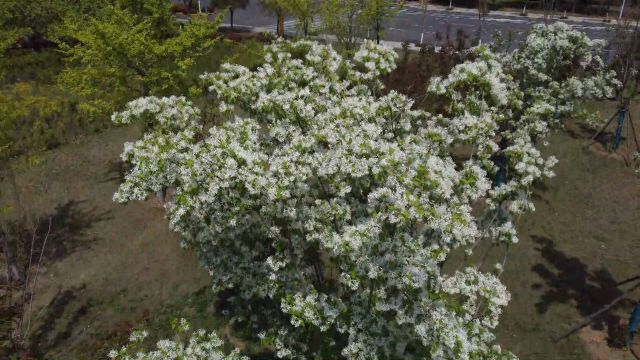 枣庄“四月雪”清香扑鼻,凤鸣路数十棵流苏满树白花清雅迷人