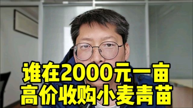 谁在2000元一亩高价收购小麦青苗 粮食安全和农民收入 哪个更重要