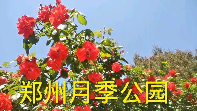 实拍郑州月季公园,花海烂漫,拍照打卡好去处