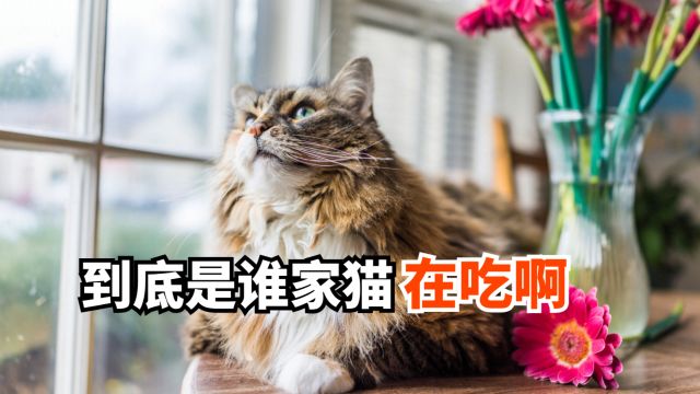 主食级别的猫条,到底是谁家猫在吃啊