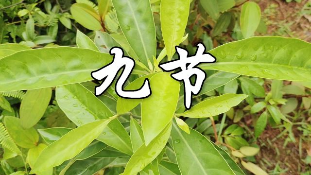 中草药——九节