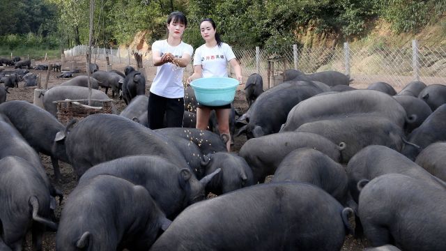 河南,四川,广东等地猪价行情早知道!