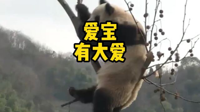 爱宝有大爱