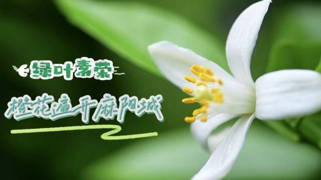 视频 | 绿叶素荣 橙花遍开麻阳城