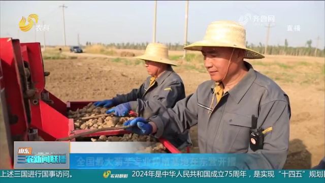 全国最大菊芋专业种植基地在东营开播,新品种有望实现产量新突破