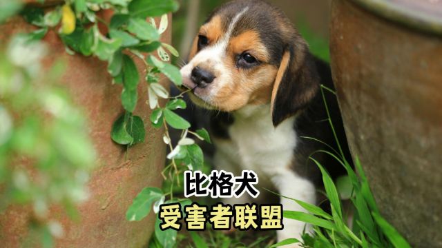 揭开比格犬受害者联盟,神秘的面纱!