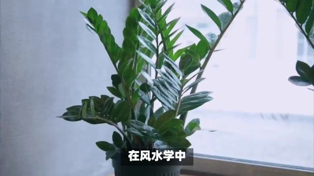 家门口种什么植物风水好又旺财