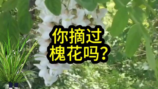 你摘过槐花吗?