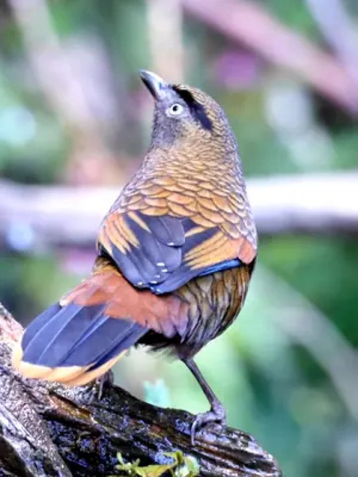 蓝翅噪鹛#动物鸟世界 #野生鸟类摄影 #蓝翅噪鹛