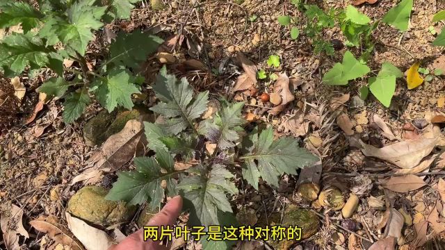 路边这种“消肿草”,农村常见又不起眼,用途却非常强旱