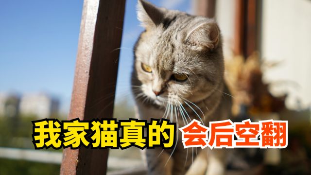 我家猫真的会后空翻,不信你来看看