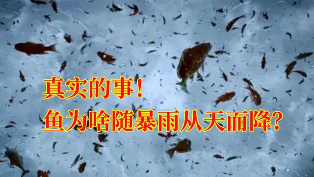 伊朗罕见下起了“鱼雨”,鱼为什么随暴雨从天而降?