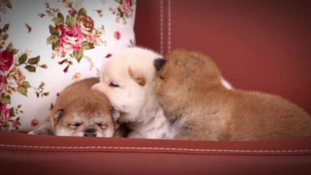 柴家の繁育小柴幼犬展示第5篇柴犬 |柴犬宝宝 |豆柴 |#豆柴 #柴犬 #柴犬宝宝 #小奶狗