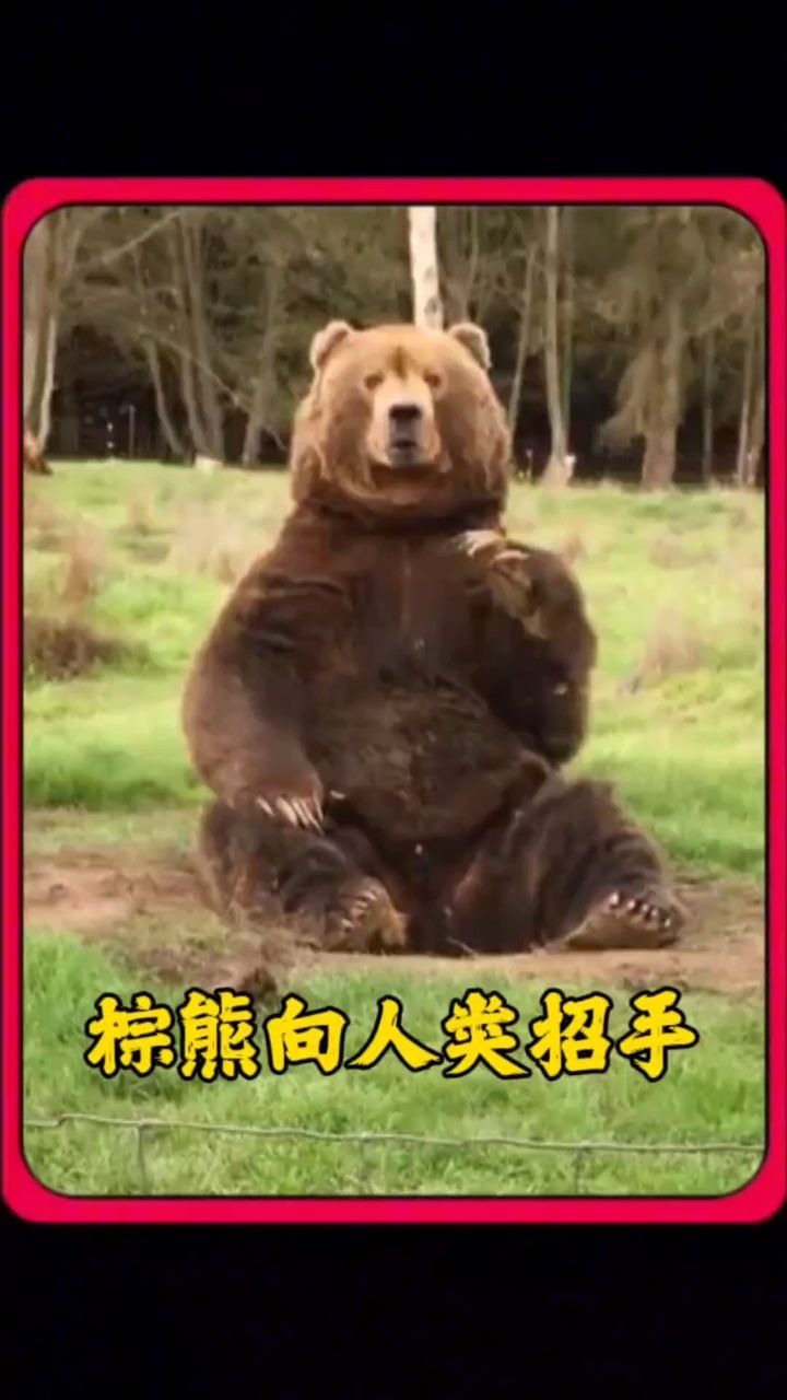 棕熊向人类招手