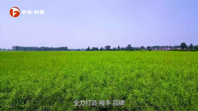 粮丰粮食种植家庭农场——铸就生态农业新典范