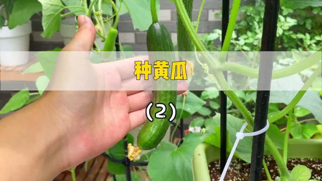 第二次尝试自己在家种黄瓜#抖音双十一国货挖宝 #种黄瓜.mp4