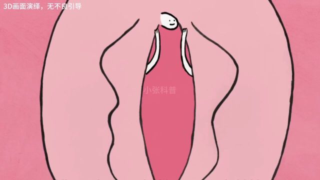 女性生殖系统中一个神秘而独特的器官