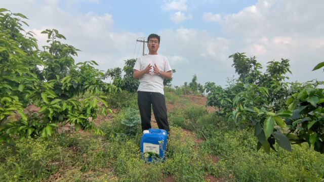 水溶肥四川乐山爱媛去年树势弱,叶片小,座果率低,今年用沃叶高氮流体肥,长势明显比去年叶片肥厚,座果率增加