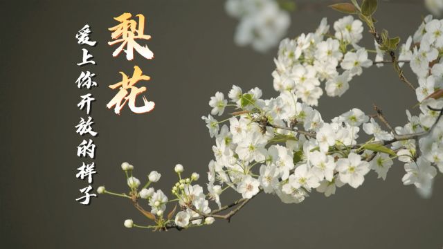 张泗沟村ⷤ𙡥œŸ:梨花,爱你开放的样子