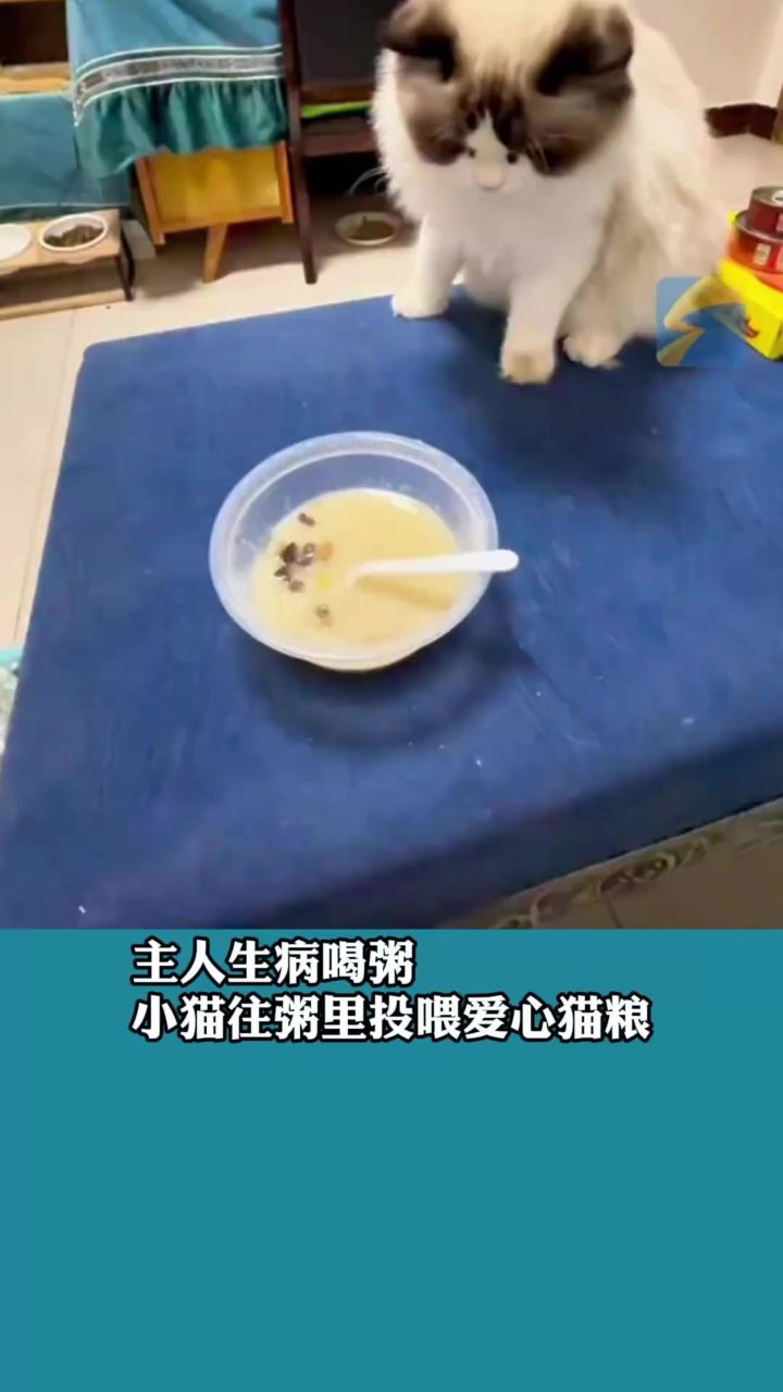 主人生病喝粥小猫往粥里投喂爱心猫粮主人粥全喝了 心意不能浪费