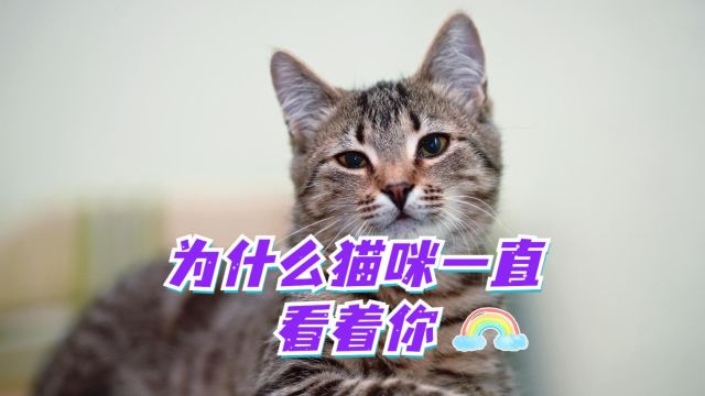 猫咪一直看着你,这是为什么呢?