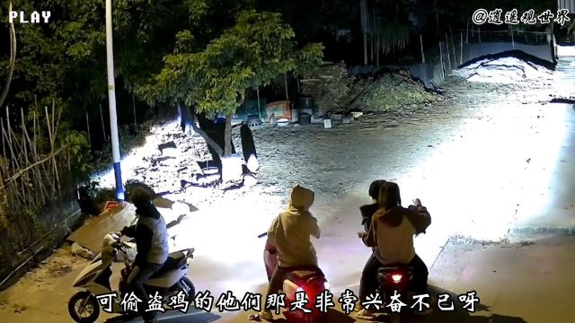 监控抓拍偷鸡贼全过程,男男女女都有监控下的一幕小偷太猖狂偷猫偷狗真实事件社会百态