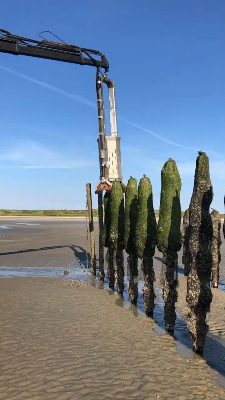 把木桩安装在海边养殖海虹,这样捕捞起来也更方便